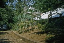 Medicinal Garden  1956