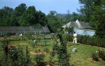 Medicinal Garden  1958