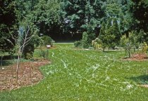Medicinal Garden  1960