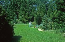Medicinal Garden  1961