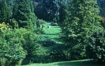 Medicinal Garden  1961