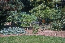 Medicinal Garden  1963