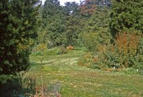 Medicinal Garden  1963