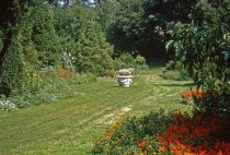 Medicinal Garden  1963