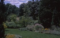 Medicinal Garden  1964