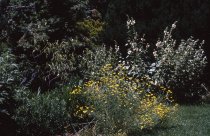 Medicinal Garden  1964