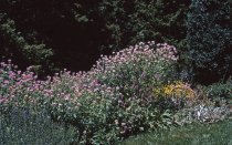 Medicinal Garden  1964
