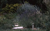 Medicinal Garden  1964