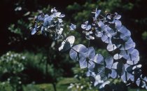 Eucalyptus sp. in the Medicinal Garden  1964