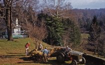 Cornus officinalis Planting  1958
