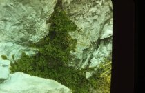 Asplenium cryptolepis