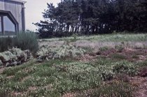 Heather garden, Nantucket, MA  1965