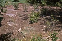 Heath garden, Morris Arboretum 1963