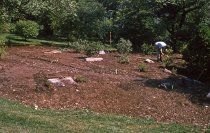 Heath garden, Morris Arboretum 1963