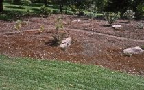 Heath garden, Morris Arboretum 1963