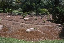Heath garden, Morris Arboretum 1963