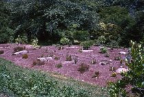 Heath garden, Morris Arboretum 1964