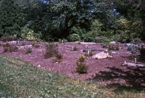 Heath garden, Morris Arboretum 1964