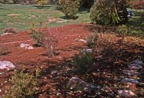 Heath garden, Morris Arboretum 1963