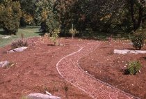 Heath garden, Morris Arboretum 1963