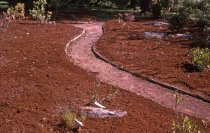 Heath garden, Morris Arboretum 1963