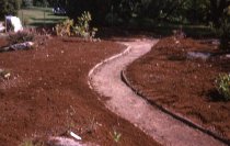 Heath garden, Morris Arboretum 1963