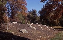 Heath garden, Morris Arboretum 1964