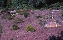 Heath garden, Morris Arboretum 1964