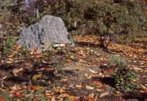Heath garden, Morris Arboretum 1964