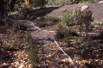 Heath garden, Morris Arboretum 1964