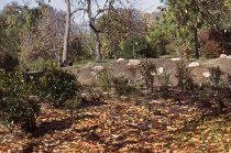 Heath garden, Morris Arboretum 1964