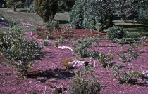 Heath garden, Morris Arboretum 1964
