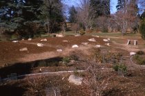 Heath garden, Morris Arboretum 1964