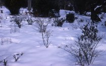 Heath garden, Morris Arboretum  1965