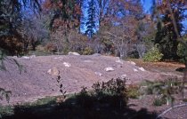 Heath garden, Morris Arboretum 1964