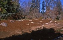 Heath garden, Morris Arboretum 1964