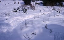 Heath garden, Morris Arboretum  1965