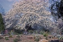 Heath Garden with Flowering Tree  1965