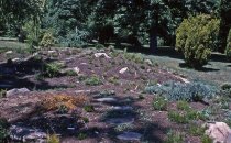 Heath garden, Morris Arboretum 1965