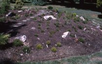 Heath garden, Morris Arboretum 1965