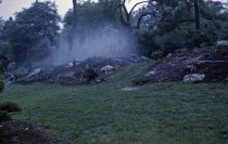 Heath garden, Morris Arboretum 1965