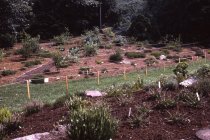 Heath garden mapping, Morris Arboretum 1965