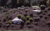 Heath garden, Morris Arboretum 1965