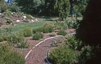 Heath garden, Morris Arboretum 1965