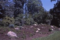 Heath garden, Morris Arboretum 1965