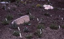 Heath garden, Calluna vulgaris alba vars, Morris Arboretum 1965