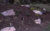 Heath garden,  Morris Arboretum 1965