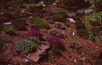 Heath garden,  Morris Arboretum 1966