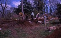 Heath garden,  Morris Arboretum 1966