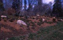 Heath garden,  Morris Arboretum 1966